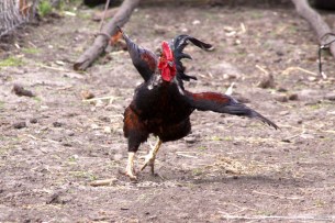 Rooster runs wings spread